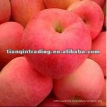 shandong fresh red fuji apple